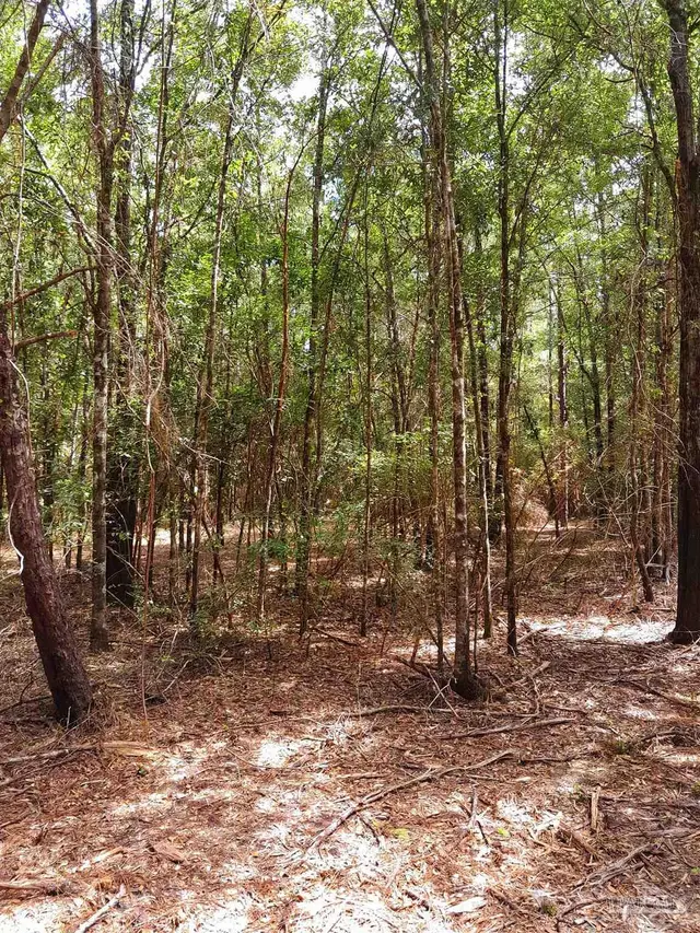 Parcel C-2 Wildlife Rd, Harold FL 32564 exterior